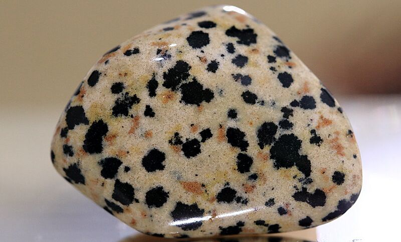 Jasper Dalmatian (212237453)