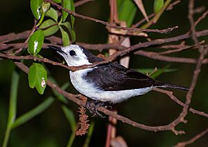 LAVADEIRA-DE-CARA-BRANCA (Fluvicola albiventer) (16118966344).jpg