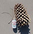 Large Coulter Pine cone