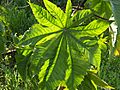 Leaf of Castor bean plant