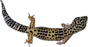 Leopard gecko adultfemale