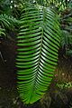 Lepidozamia Hopei DSC 0233 - 400pix