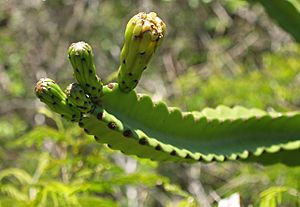 Leptocereus grantianus.jpg