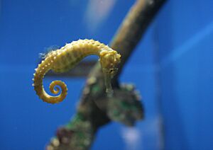Lined Seahorse sideways