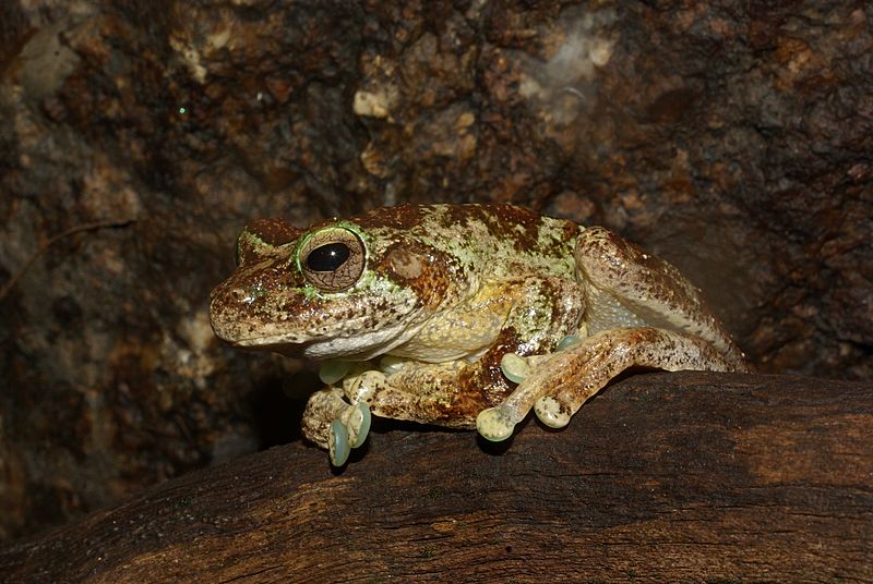 Litoria genimaculata female