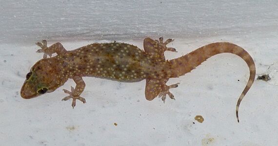 Lizard 1400181 Nevit (cropped)