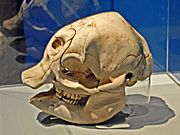 Loxodonta africana - Skull of baby