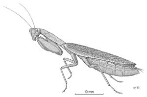 MANT Mantidae Orthodera novaezealandiae