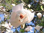 Magnolia whitestardust