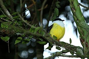 Manacus candei -La Selva Biological Station, Costa Rica -male-8.jpg