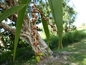 Melaleuca leucadendra 02