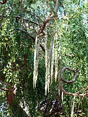 Moringa stenopetala seed pods in tree