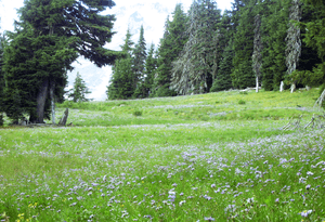 Mount Hood timberline alpine meadow in bloom P1709d