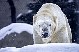Neil, a 24 year old polar bear at Como Zoo in St Paul, Minnesota copy