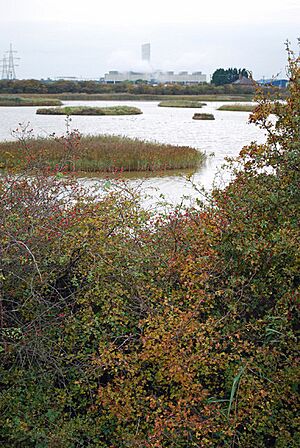 North Killingholme Bird Sanctuary - geograph.org.uk - 1007906