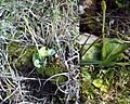 Ophioglossum crotalophoroides