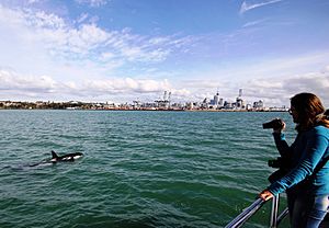 Orca near Auckland city, New Zealand