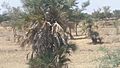 Palmiers en saison sèche Nord Cameroun