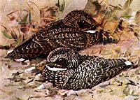 A Common Poorwill