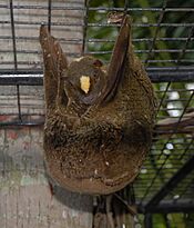 Philippine flying lemur at the python sanctuary, Santa Fe Albuquerque.jpg