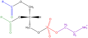 Phosphatidyl-ethanolamine