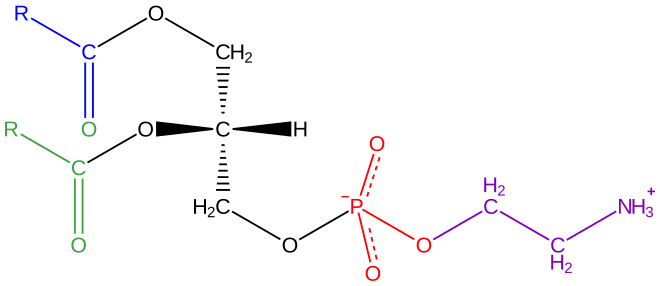 Phosphatidyl-ethanolamine