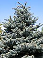 Picea pungens 'Montgomery' 2006-05-03