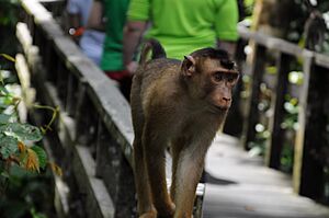 Pig tailed macaques drop by for scraps (11464093795)