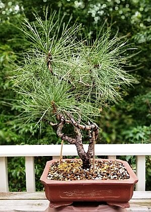 Pinus ponderosa as bonsai