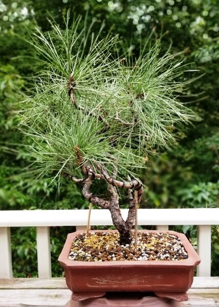 Pinus ponderosa as bonsai