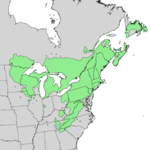 Pinus strobus range map 1