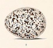 Pitta versicolor egg 1867