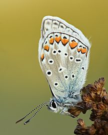Common blue Facts for Kids