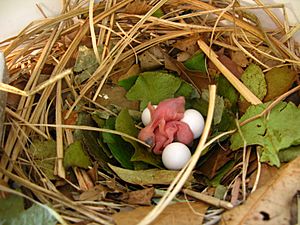 Progne subis -Tulsa, Oklahoma, USA -eggs and chicks in nestbox-8