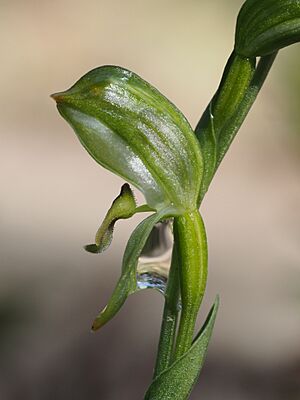 Pterostylis barringtonensis side view