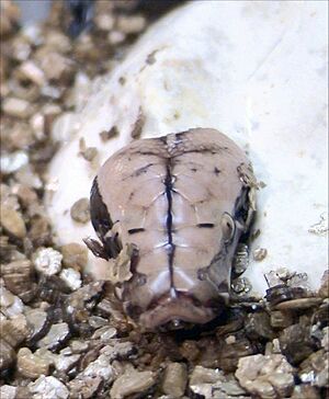 Python egg tooth
