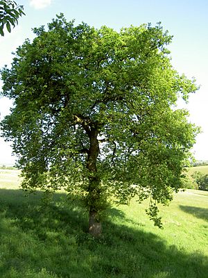 Quercus robur 'Pendula'
