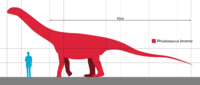 Rhoetosaurus Scale.svg
