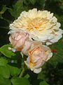 Rosa English Garden 01