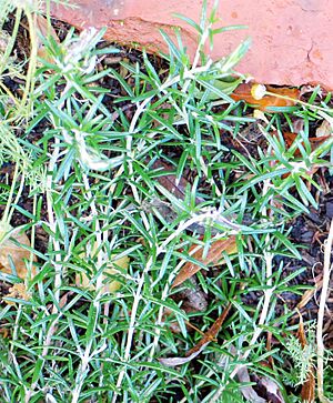 Rosemary