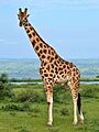Rothschild's Giraffe (Giraffa camelopardalis rothschildi) male (7068054987), crop & edit