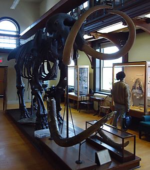 Rutgers University Geology museum mastodon exhibit side view