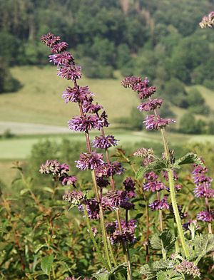 Salvia verticillata 240606