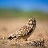 Short Eared Owl on the Ground.jpg