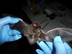 Silver-haired bat