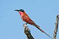 Southern Carmine Bee-eater (Merops nubicoides) (16732824032)
