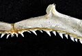 Sphyrna media upper teeth
