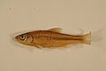 Striped shiner