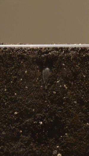 Sunflower growing time lapse