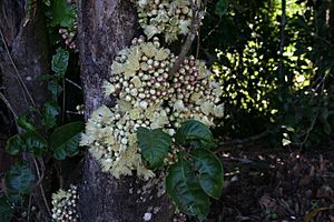 Syzygium cormiflorum lakeeacham.JPG